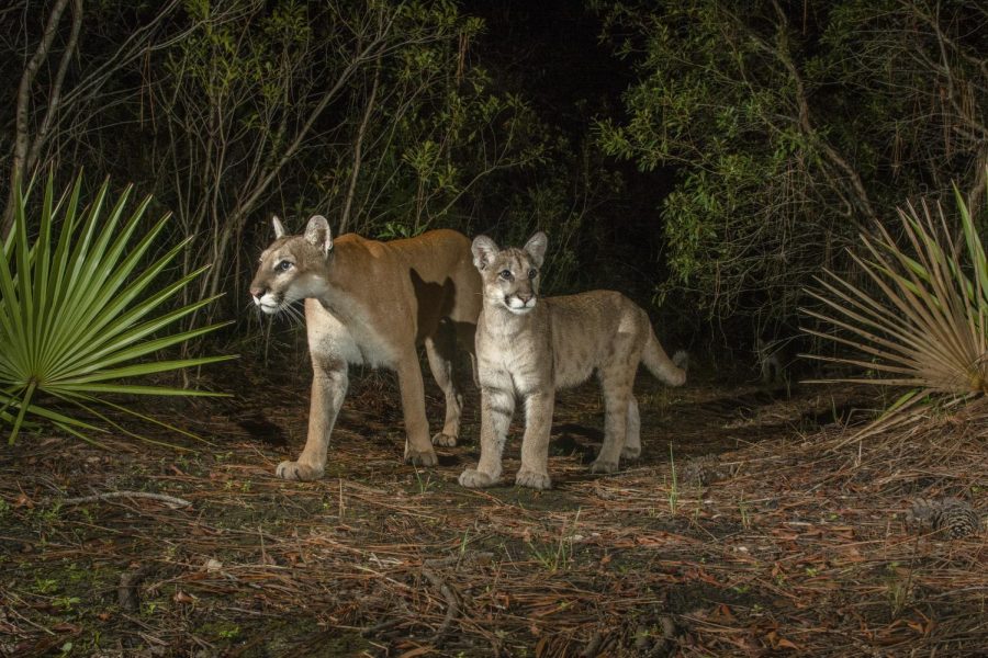 Path of the Panther camera trap captures Babs, the first female Florida panther documented North of the Caloosahatchee River since 1973, and a new mother, standing next to one of her kittens. Photographer Carlton Ward says this moment represents the last best hope for a new generation of panthers and to one day reclaim their historic range. (Photo courtesy of Carlton Ward)