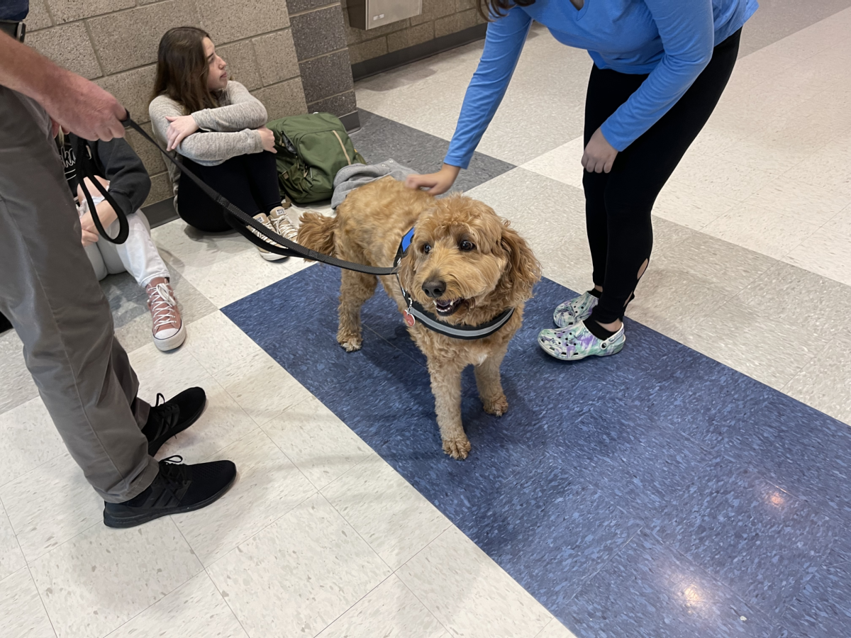 Millie the Therapy Dog treats Titans to smiles