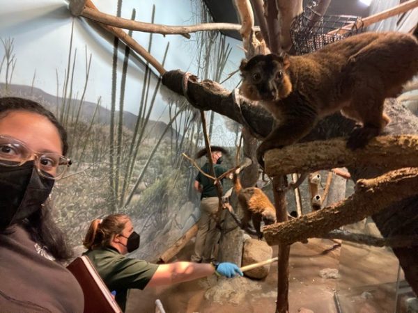 Senior Sha'uri Sanchez poses next to Lemur while working alongside zookeepers.